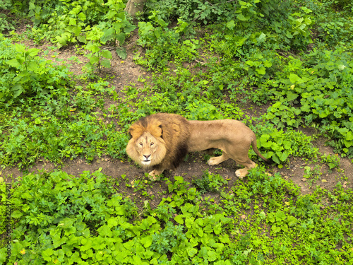 Fotografie Lion. Primorsky Safari Park. Vladivostok. Russia.