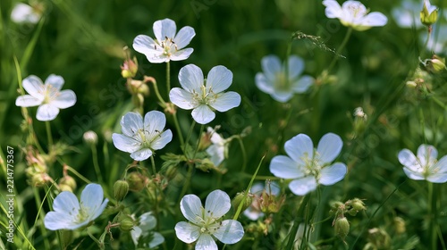 Delicate white blossoms emerge amidst vibrant green foliage, creating a tranquil scene representing spring's gentle beauty