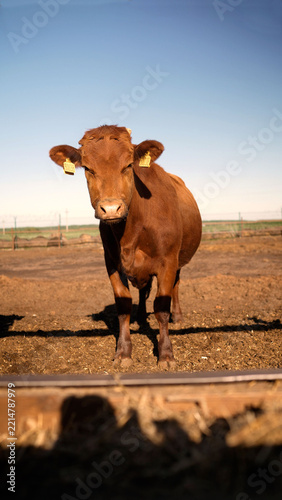 Brown cow with yellow ear tags standing in muddy feedlot under clear blue sky, livestock farming
