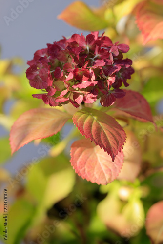 Horthensien in Herbstfärbung