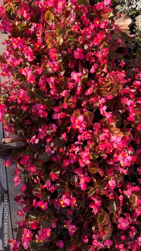 red rose bush