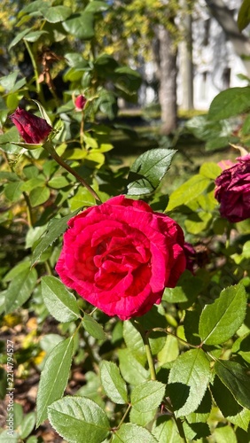 red roses in garden