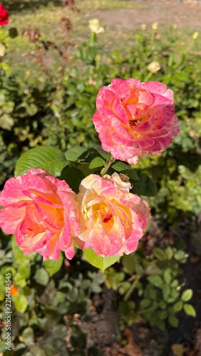 pink roses in garden