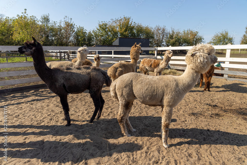 Fototapeta premium White alpaca resting on warm sandy ground - in warm sunlight