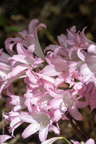 Belladonna lillies (amaryllis belladonna) in bloom