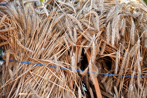 Golden wheat stalks bundled together outdoors