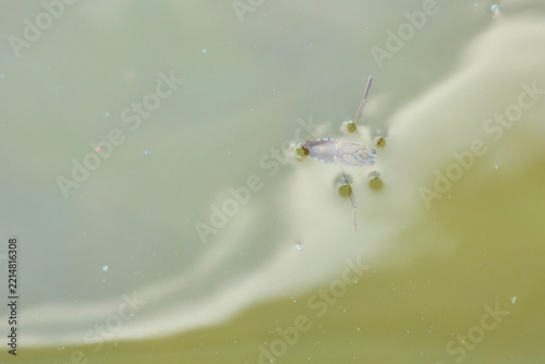 Common Backswimmer Swimming Just Below the Water Surface
