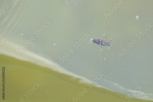 Common Backswimmer Swimming Just Below the Water Surface