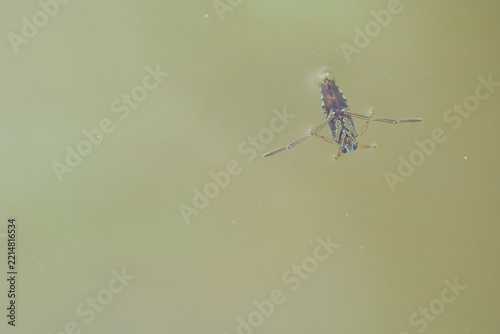 Common Backswimmer Swimming Just Below the Water Surface