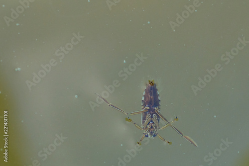 Common Backswimmer Swimming Just Below the Water Surface