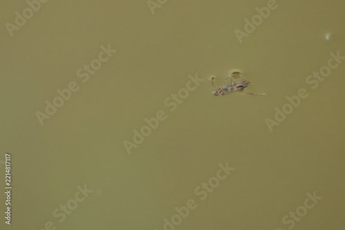 Common Backswimmer Swimming Just Below the Water Surface