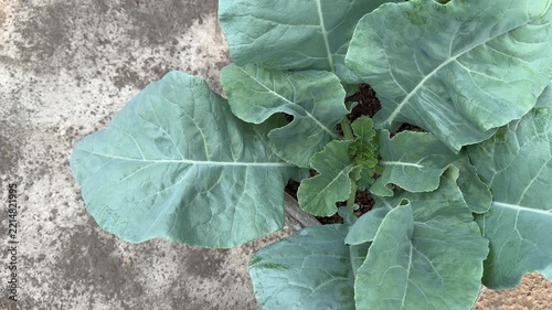 Green Broccoli Brassica Oleracea Plant in Concrete Planter Box with Copy Space 4K Video