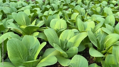 Green Bok Choy Leafy Vegetable Agriculture Farming in Compost Soil 4K Clip