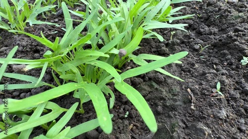 Young Water Spinach Ipomoea Aquatica Sprout on Dark Soil