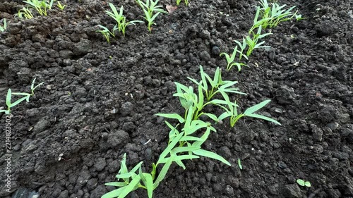 Organic Kangkung Seedling Ipomoea Aquatica Growing in Dark Compost Dirt Footage