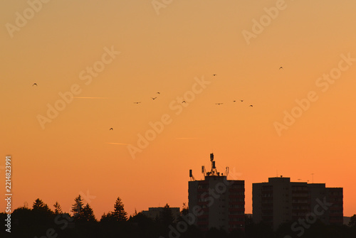 Silhouettes of Carrion crows flying against the orange twilight sky. Distant buildings topped with a cluster of antennas.