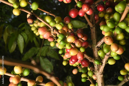 coffee plant, cherries of different ages in southern Mexico