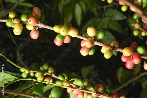 coffee plant, cherries of different ages in southern Mexico
