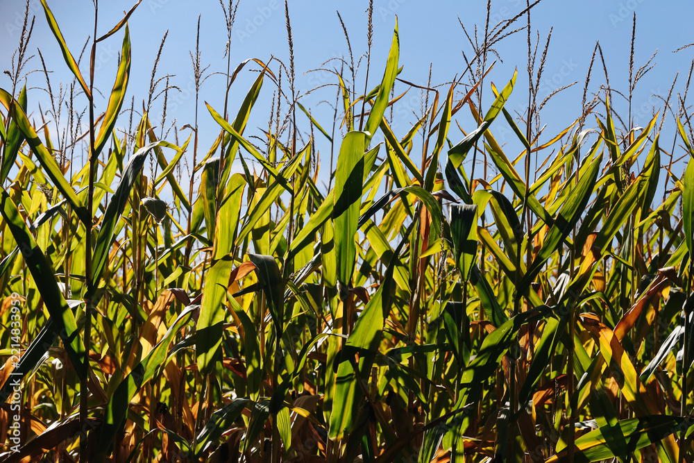 Naklejka premium Tall corn plants under blue sky. Green maize leaves with mature seed heads. Agricultural field background. Summer crop plantation. Rural farmland. Seasonal cereal harvest. Sunny countryside.