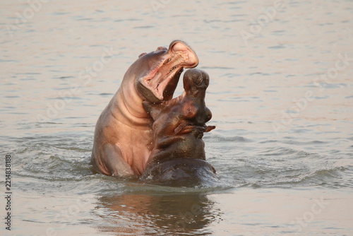 Common Hippopotamus (Hippopotamus amphibius) pair sparring with open mouths in the river in the wild, South Luangwa National Park, Zambia, August 2017