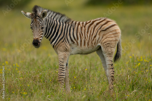 A young plains zebra (Equus quagga) eating grass in a game reserve in South Africa