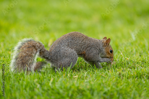 A Smith's bush squirrel (Paraxerus cepapi) foraging for food in a park
