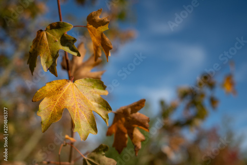golden brown autumn leaves against blue sky 