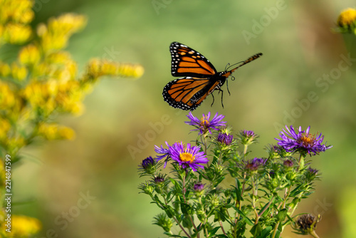 A monarch butterfly hovers above purple asters, with blurred yellow flowers in the background.