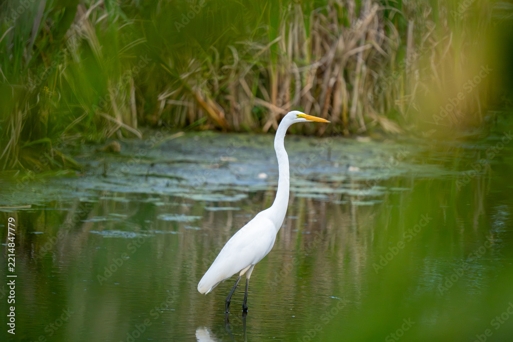 Obraz premium A white egret stands in shallow water surrounded by reeds.