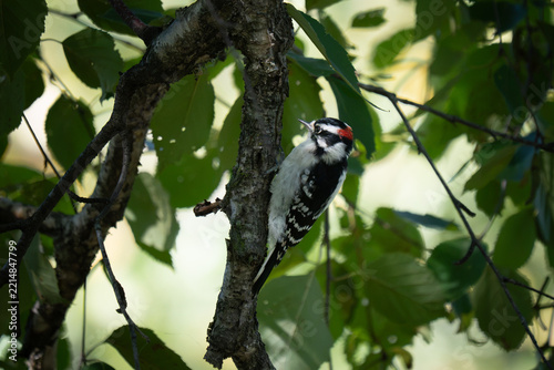 A downy woodpecker clings to a tree trunk surrounded by green leaves.
