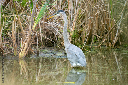 A great blue heron stands in shallow water among reeds, its reflection visible on the water's surface.