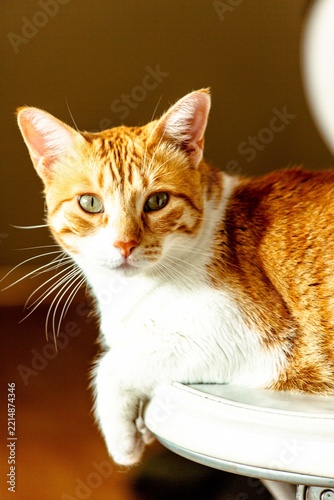 cat on a table