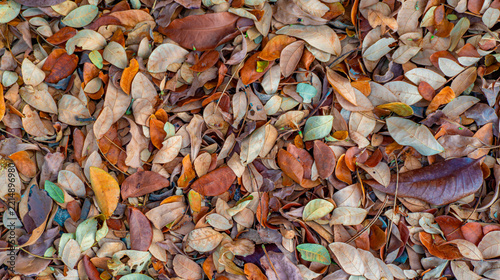 Fallen Dry Leaves in Warm Autumn Colors, Full-Frame Natural Texture