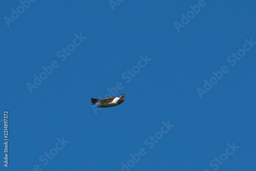 Eastern kingbird in flight on its back as it catches an insect in the air.