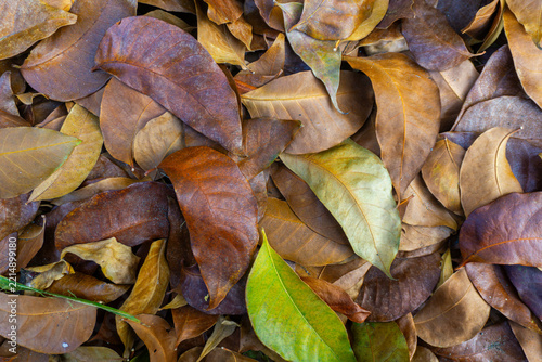 Pile of dried brown leaves forming a natural texture background