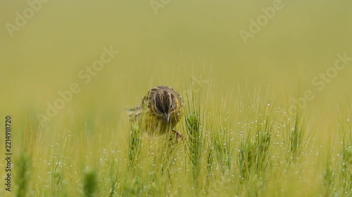 Small yellow songbird holding food in its beak perched on wet green grass with morning dew against a soft blurred background