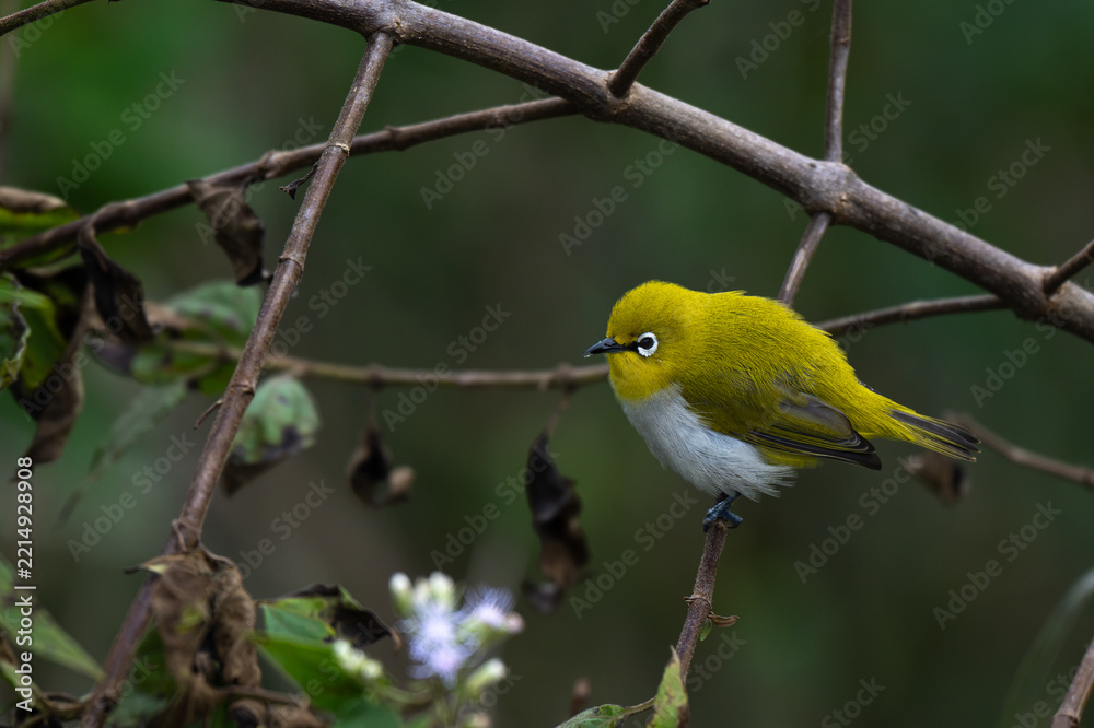 Fototapeta premium A small Indian white eye perching on a slender tree branch in its natural forest habitat. The background is surrounded with branches and leaves with lush green blurred.
