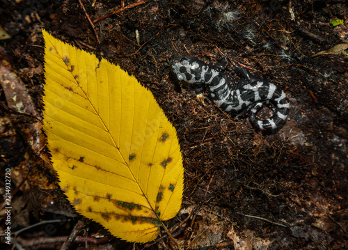 Marbled salamander and fall foliage from eastern Massachusetts 