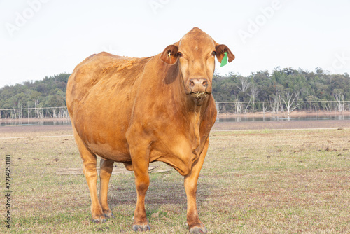 A Droughtmaster beef cow, a crossbreed between zebu cattle and English shorthorn cattle, developed in Australia to cope with heat, ticks and drought, seen here near Inglewood in Queensland, Australia.