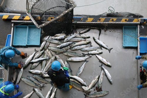 【北海道】北海道ウトロ漁港 秋鮭の水揚げ