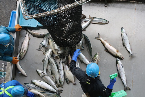 【北海道】北海道ウトロ漁港 秋鮭の水揚げ