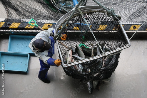 【北海道】北海道ウトロ漁港 秋鮭の水揚げ