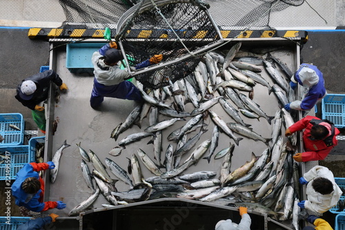 【北海道】北海道ウトロ漁港 秋鮭の水揚げ