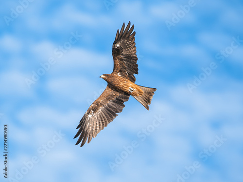 Black Kite (Milvus migrans) Flying with Spread Wings over Blue Sky