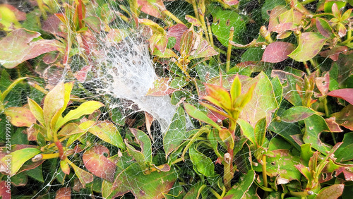 Spider web intricate mesh stretched over green leaves in garden photo
