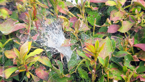 Spider web intricate mesh stretched over green leaves in garden photo