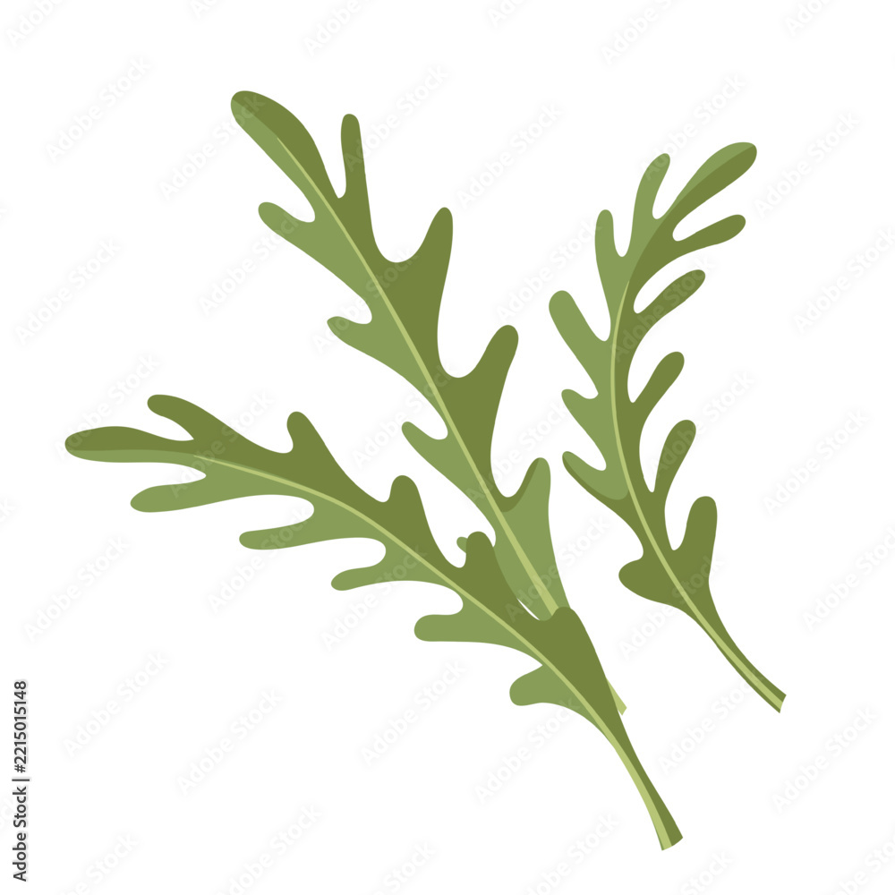 Fototapeta premium Arugula leaves for salads, healthy food menus, recipe cards and restaurant packaging. Culinary and grocery designs use arugula leaves, cartoon vector illustration.