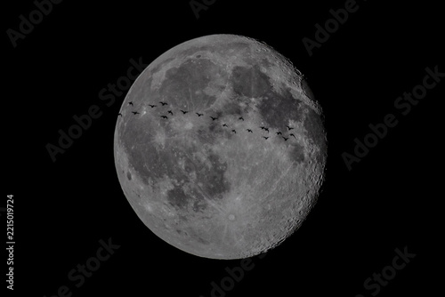 Silhouettes of flying birds against the full moon