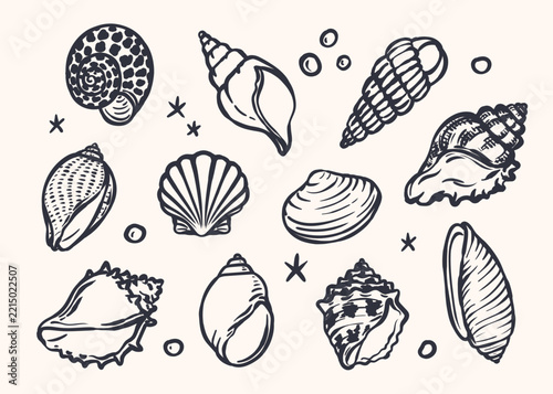 A set of seashells. Vintage marine vector illustration with shells in outline style. Italian shell background.