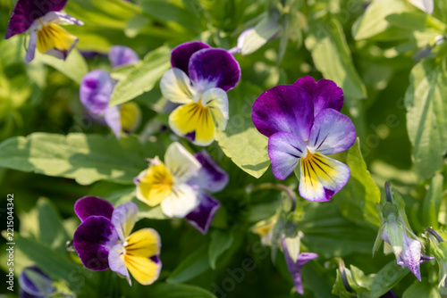 Johnny jump ups in Alaska garden